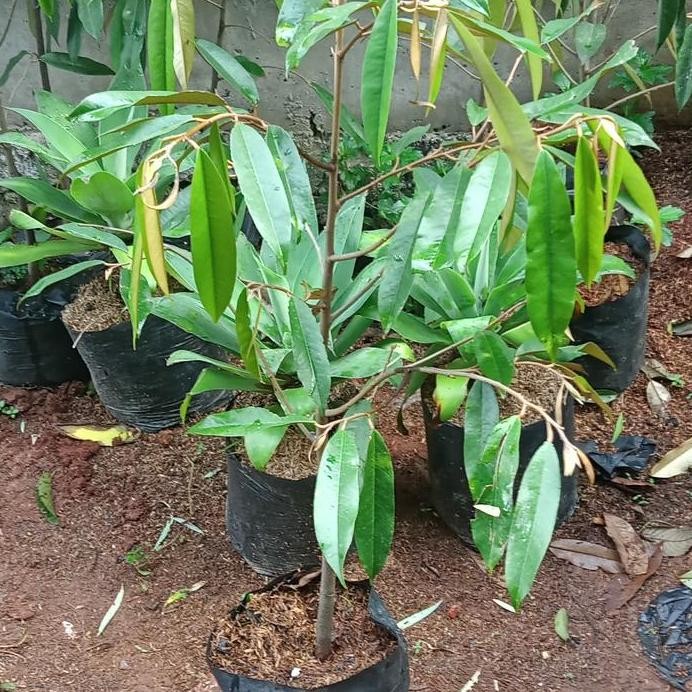 

Terlaris Bibit Durian Montong Tinggi 1 Meter