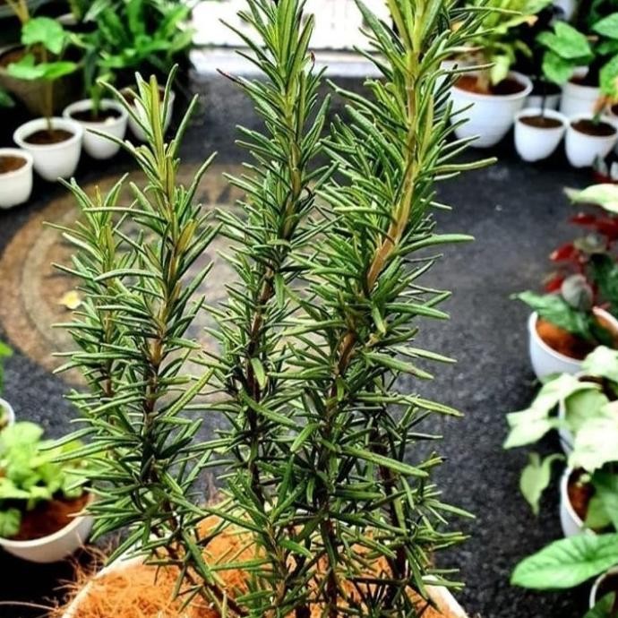

Terlaris Bibit Tanaman Hias Pengusir Nyamuk Rosemary - Wangi