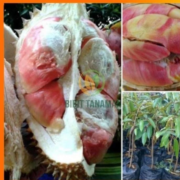 

Terlaris Bibit Durian Pelangi Okulasi