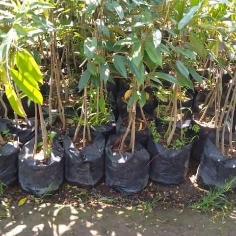 

Terlaris Bibit Durian Kaki 3 Segala Jenis