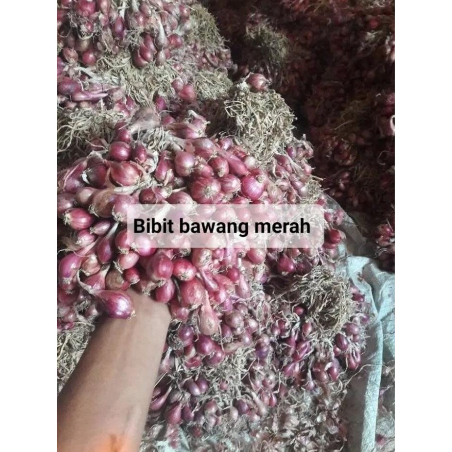 

Terlaris Terbaik 5 Kg Bibit Benih Bawang Merah Tinggal Tanam Kering