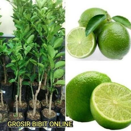 

Terlaris Bibit Tanaman Buah Jeruk Nipis Jumbo Siap Berbuah / Pohon Jeruk Nipis