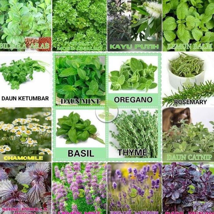 

Terlaris Benih Bibit Herbal Benih Herb Daun Mint Rosemery Thyme Oregano Parsley