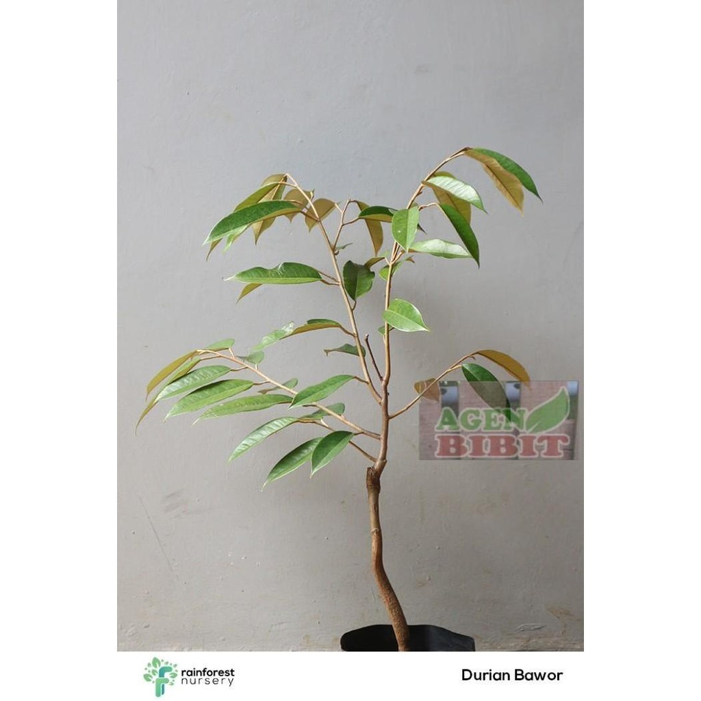 

Terlaris Bibit Pohon Durian Bawor Tunggal