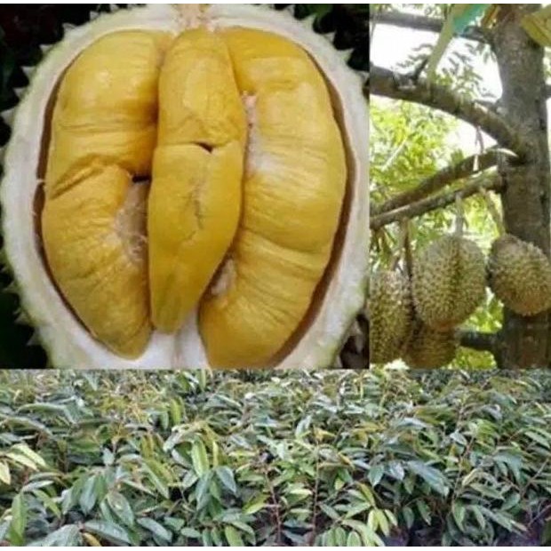 

Terlaris Spesial Tambulampot Bibit Durian Bawor Hasil Okulasi Super Berkualitas