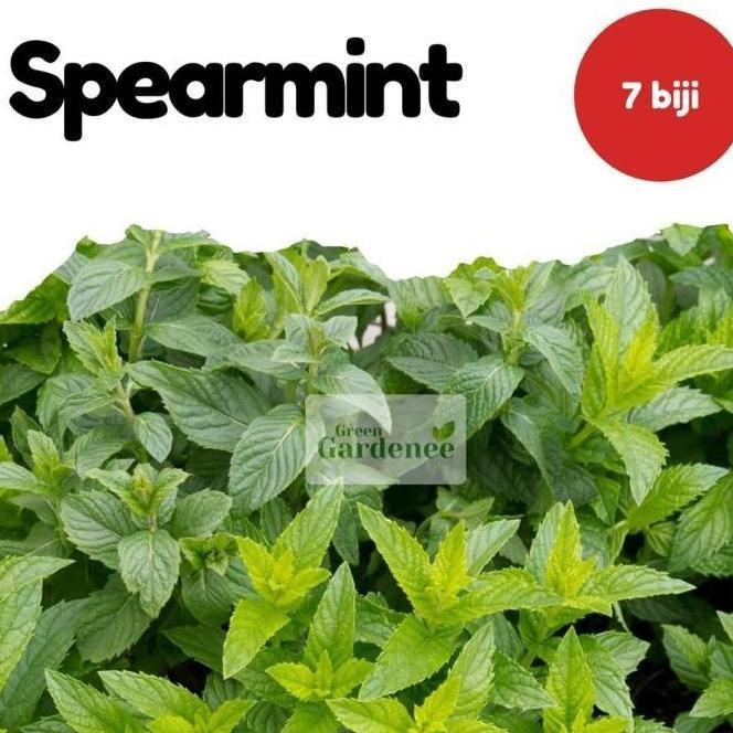 

Terlaris [Benih Unggul] Benih Herbal Daun Mint Spearmint Bibit Tanaman Obat