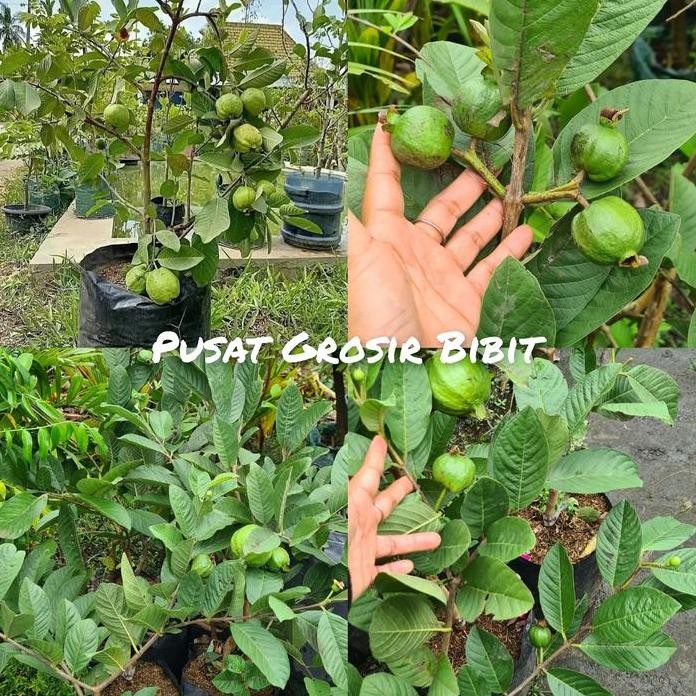 

Terlaris Bibit Jambu Kristal Tanpa Biji Kondisi Berbuah / Berbunga - Jambu