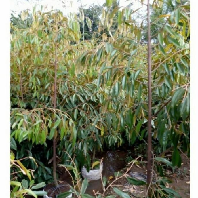 

Terlaris Termurah Bibit Pohon Durian Musang King Siap Kirim