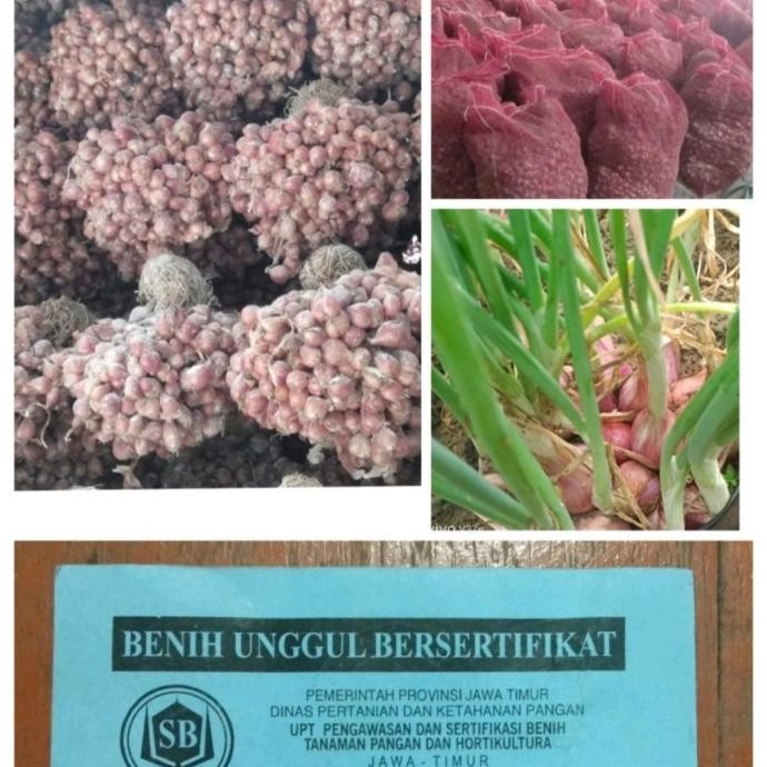 

Terlaris Benih Bawang Merah Berkualitas (Varietas Tajuk) Siap Tanam Bibit