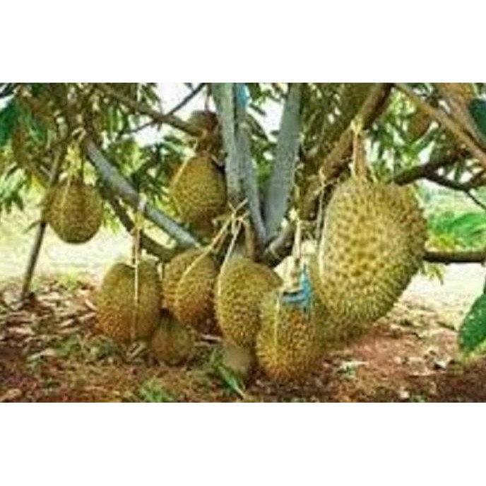 

Terlaris Bibit Durian Musangking