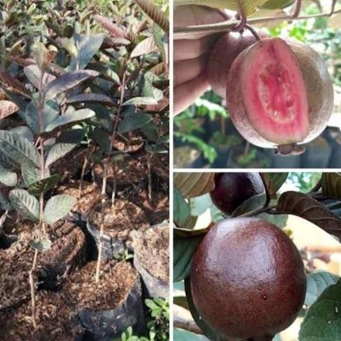 

Terlaris Bibit Jambu Biji Australia