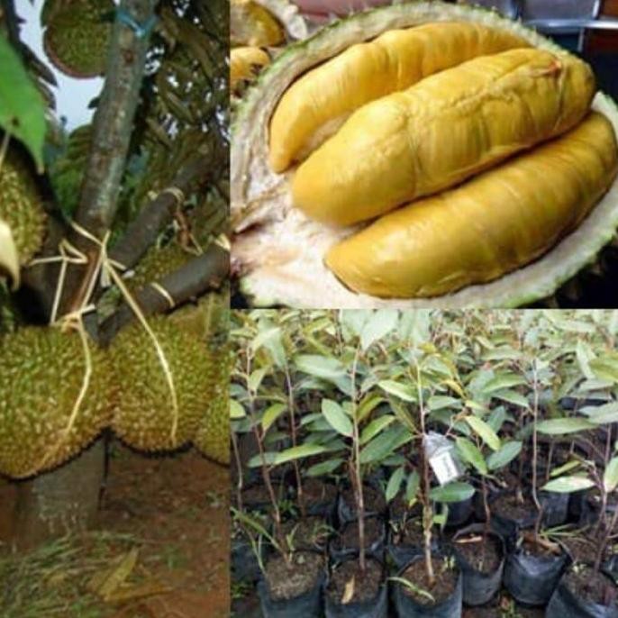 

Terlaris Bibit Durian Montong