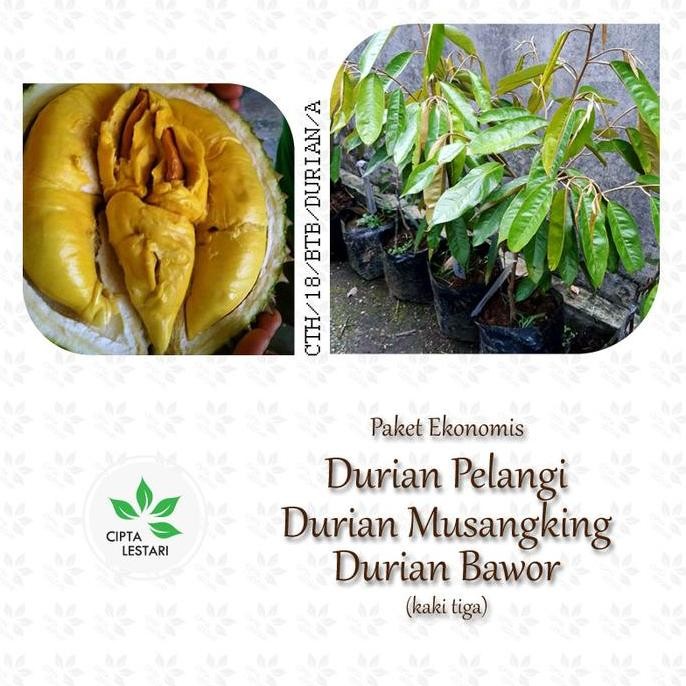 

Terlaris Paket 2 Bibit Durian Musangking Kaki 3 Tiga Bawor Mas Pelangi Merah