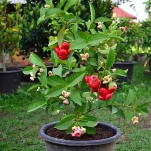 

Terlaris Bibit Buah Jambu Air Kancing Cepat Berbuah (Bisa Di Taruh Pot)