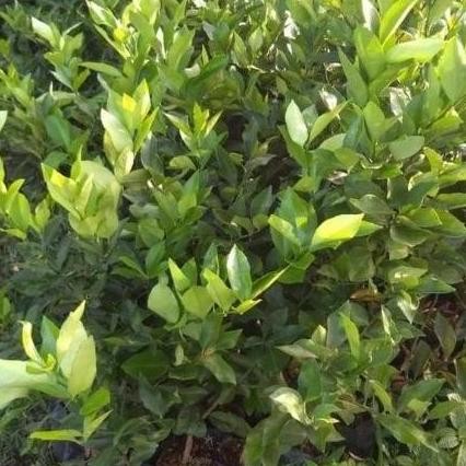 

Terlaris Bibit Tanaman Buah Jeruk Nipis Asli, Pohon Jeruk Nipis Unggul Pp22 Atz