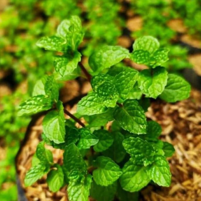 

Terlaris Bibit Tanaman Daun Mint/Daun Mint Mentha Cool Segar