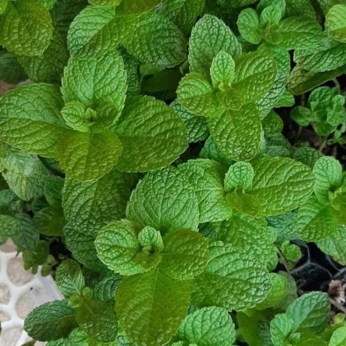 

Terlaris Bibit Mint Tanaman Herbal Mentha Suavis Daun Spearmint