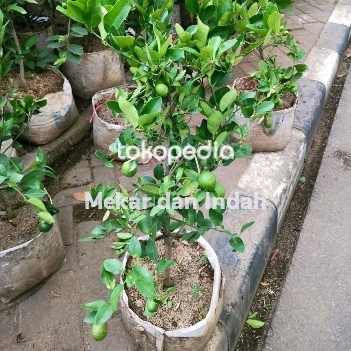 

Terlaris Readyyy Bibit Pohon Jeruk Nipis Berbuah, Tanaman Jeruk Nipis Kampung
