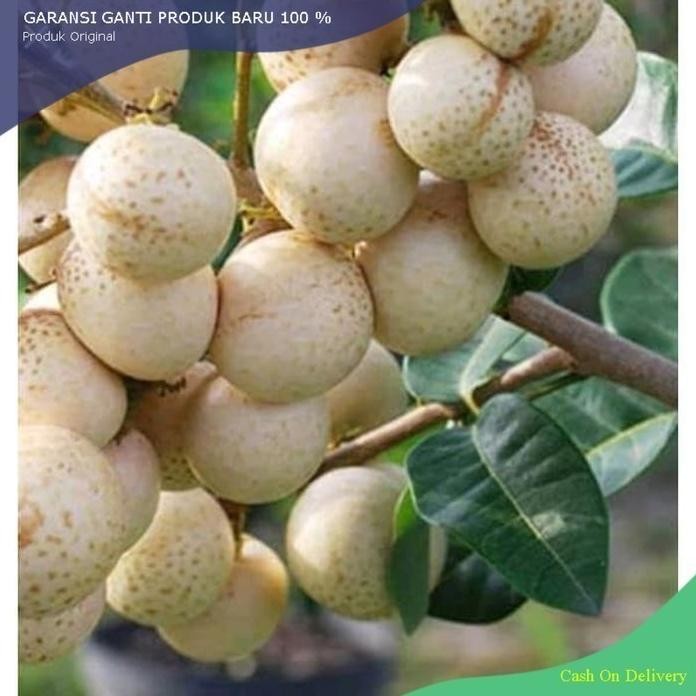 

Terlaris Bibit Kelengkeng Aroma Durian Hasil Okulasi