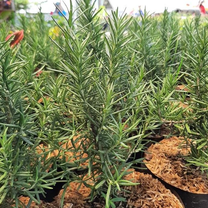 

Terlaris Bibit Rosemary /Minyak Kayu Putih