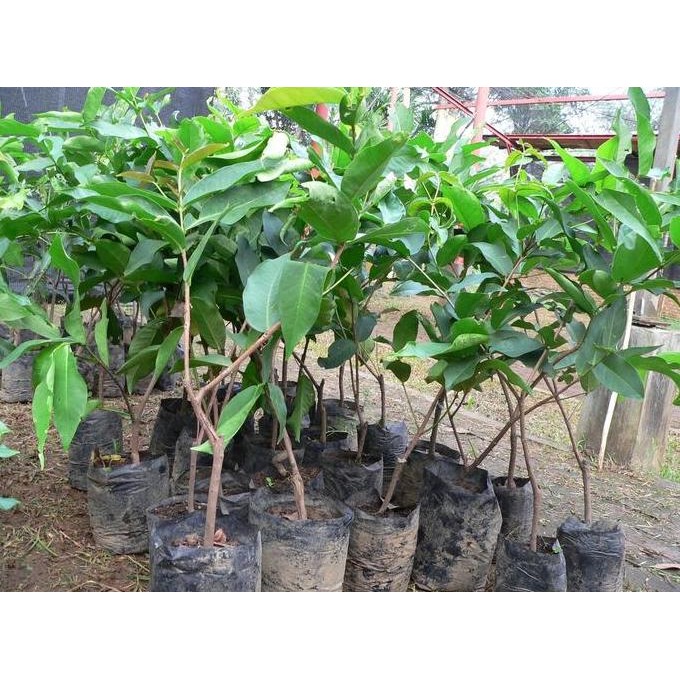 

Terlaris Bibit Unggul Jambu Wer