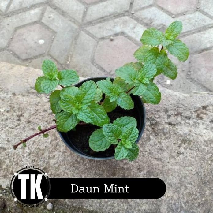 

Terlaris Bibit Tanaman Peppermint - Herbal Daun Mint
