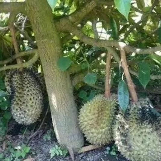 

Terlaris Bibit Durian Duri Hitam
