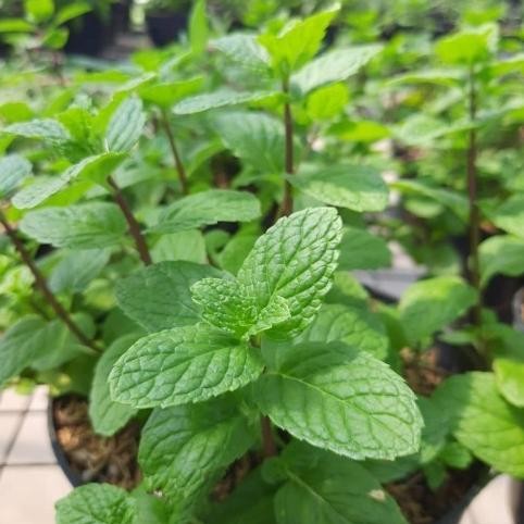 

Terlaris Bibit Daun Min Pepermin (Peppermint) Mint