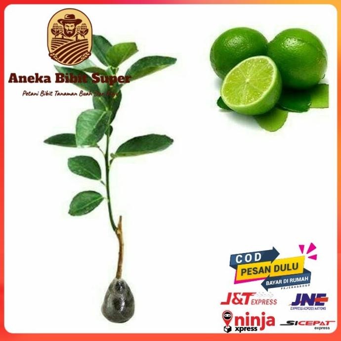 

Terlaris Harga Di Banting Bibit Tanaman Buah Jeruk Nipis Okulasi, Cepat Berbuah