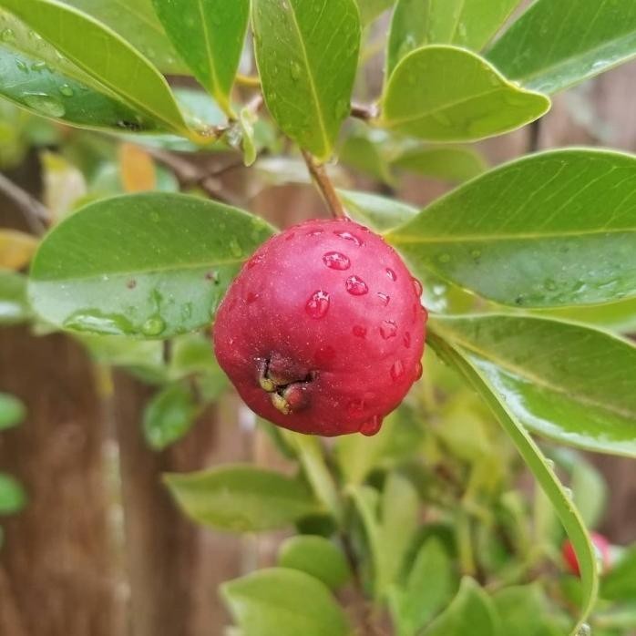 

Terlaris Terlaris Tanaman Hias Psidium Cattleianum Bibit Buah Jambu Brazil Nnn