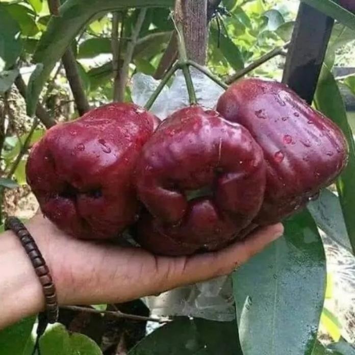 

Terlaris Bibit Jambu Air Black Diamond Okulasi Rimbun Siap Tanam Unggul