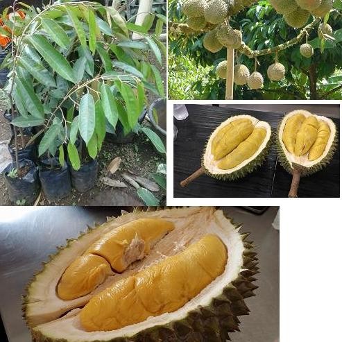 

Terlaris Bibit Buah Durian Musang King