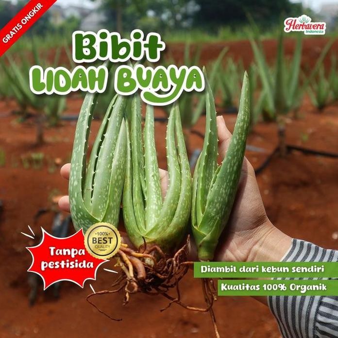 

Terlaris Bibit Aloevera Lidah Buaya