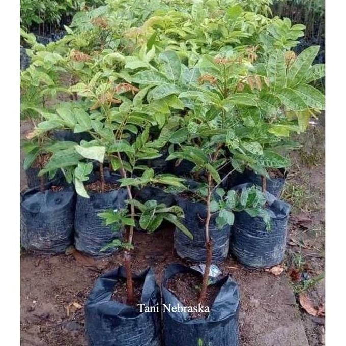 

Terlaris Tanaman Bibit Kelengkeng Aroma Durian Asli Rimbun