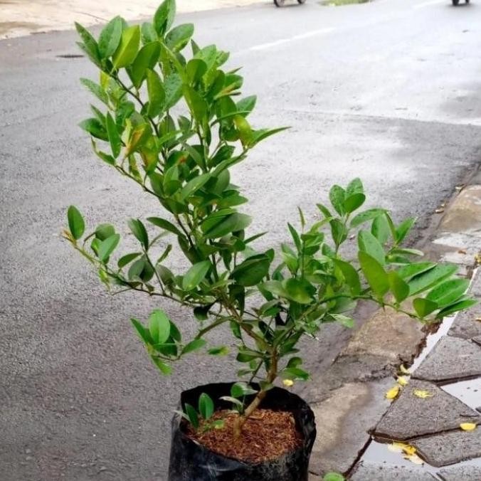 

Terlaris Termurah Bibit Pohon Jeruk Nipis/Pohon Jeruk/Tanaman Jeruk Nipis Rimbun