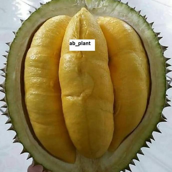 

Terlaris Bibit Durian Bawor Super Cepat Berbuah