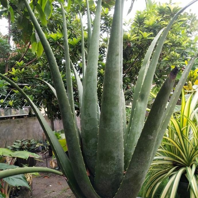 

Terlaris Paketan (32 Bibit) Lidah Buaya Barbadensis Jumbo (Ukuran 5-15 Cm)