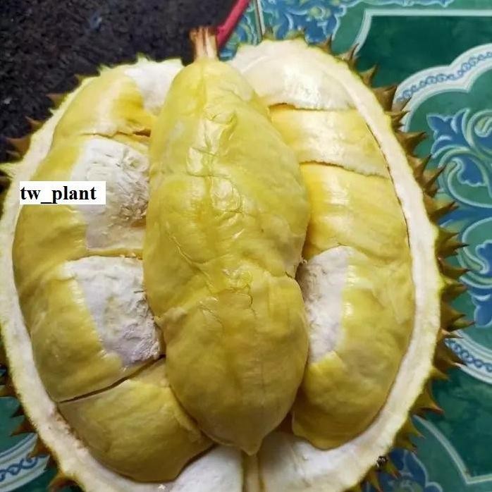 

Terlaris Asli! Bibit Durian Matahari Terlaris Jumbo Super Okulasi Cepat Berbuah