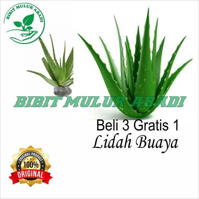 

Terlaris Bibit Tanaman Lidah Buaya Aloe