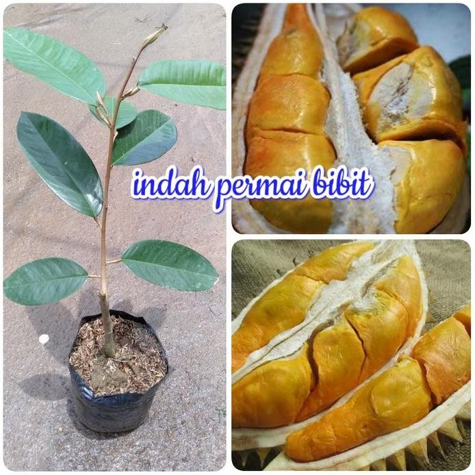 

Terlaris Bibit Tanaman Durian Ikan Mas