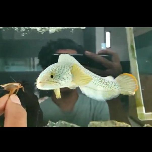 Terlaris Hiasan Aquarium Channa Barca/Chana Barca