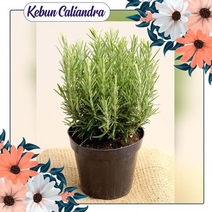 

Terlaris Kebun Caliandra - Tanaman Herbal Bibit Rosemary Istimewa