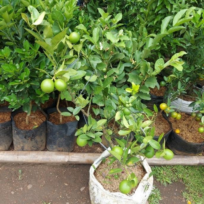 

Terlaris Promo | Beli 2 Bonus 1 | Bibit Buah Jeruk Nipis | Super Erbsmh 2986Ug