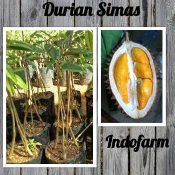 

Terlaris Tanaman Bibit Buah Durian Simas Kaki 3