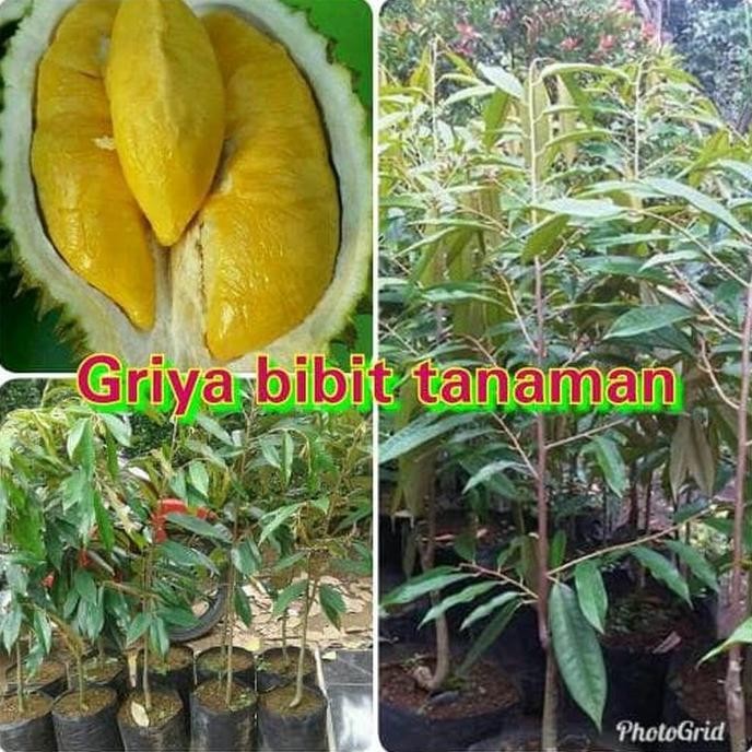 

Terlaris Bibit Buah Durian Musangking
