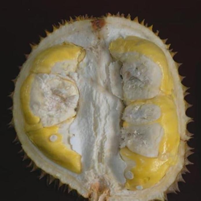 

Terlaris Bibit Buah Durian Matahari Okulasi Kaki 3 Unggul Cepat Berbuah
