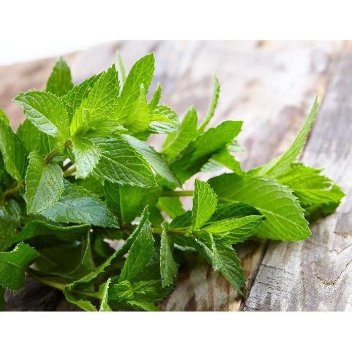 

Terlaris Terlaris!! 10 Biji Benih Bibit Tanaman Herbal Daun Mint Spearmint