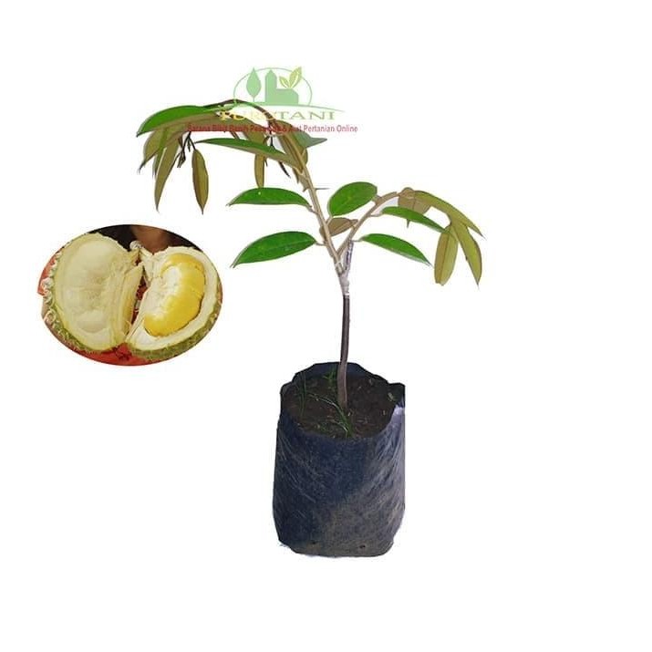 

Terlaris Bibit Pohon Stek Durian Bawor Unggul Berkualitas Super