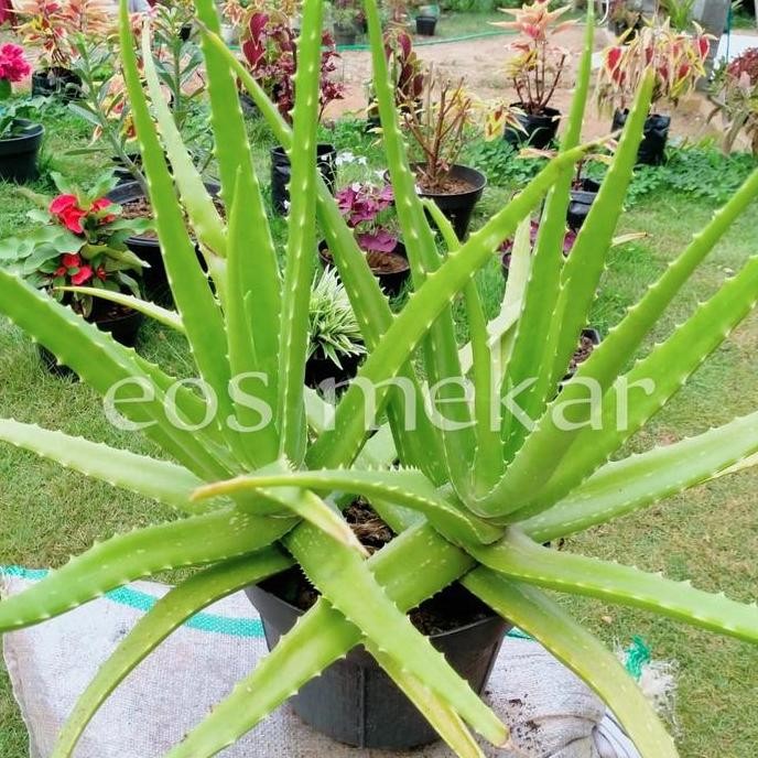 

Terlaris Bibit Lidah Buaya