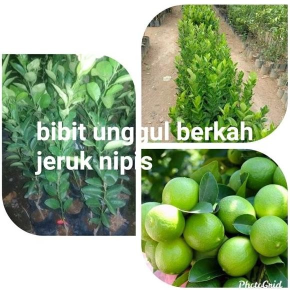 

Terlaris Bibit Jeruk Nipis Unggul Lgvrdr 6824Vz